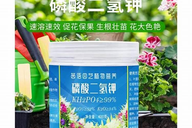 水稻什么时候喷叶面肥好？
