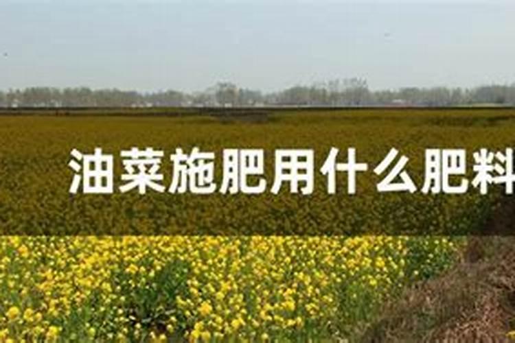 油菜可以放水灌根催熟吗？