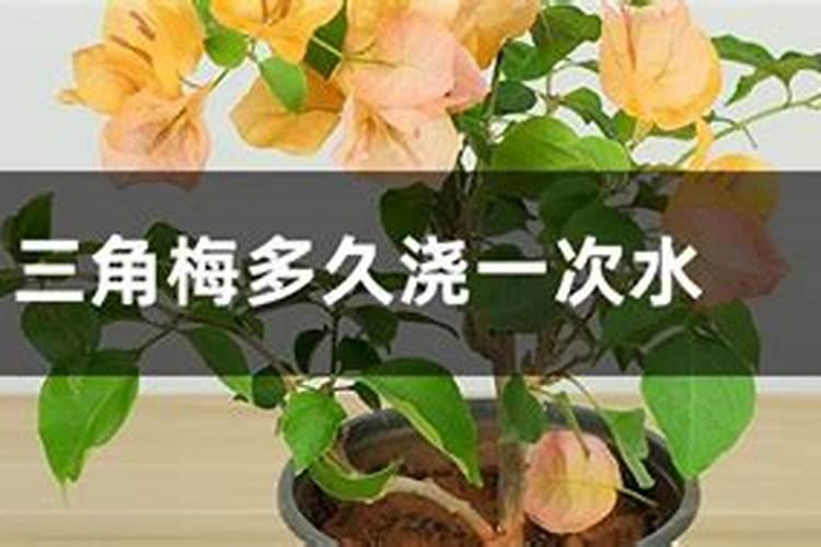 什么时候给三角梅施肥