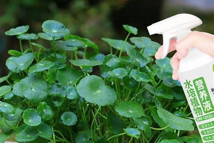 水稻种植尿素怎么使用 水稻种植尿素正确使用方法
