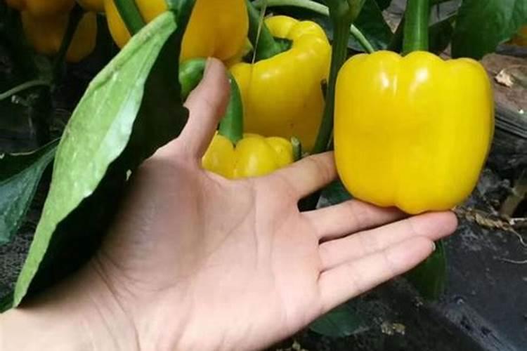 种植花生施肥时间及方法 用什么肥料产量高