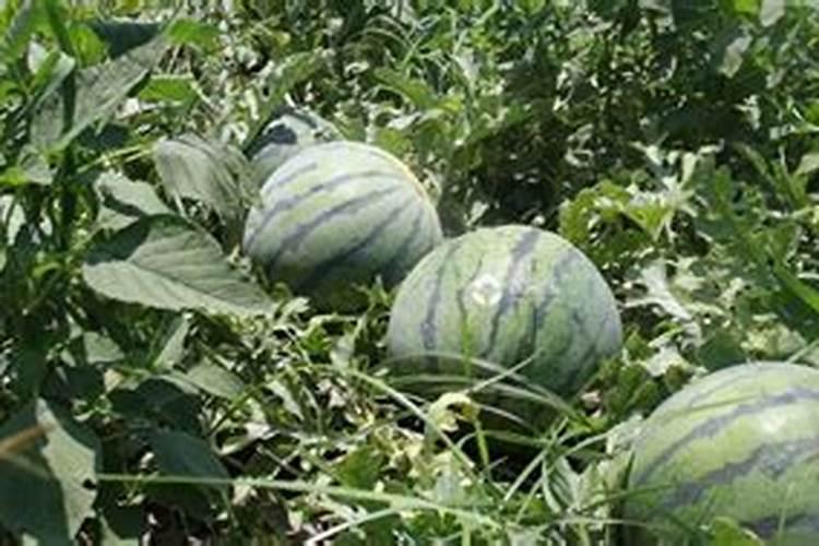 西瓜后期怎样施肥怎样管理