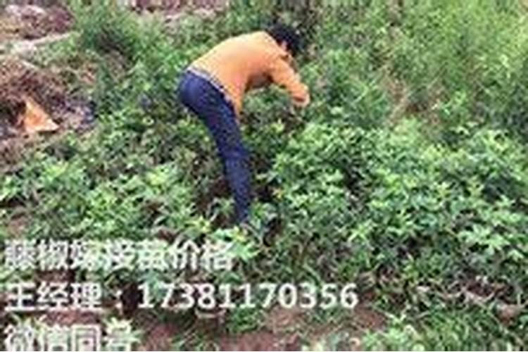 藤椒种植技巧