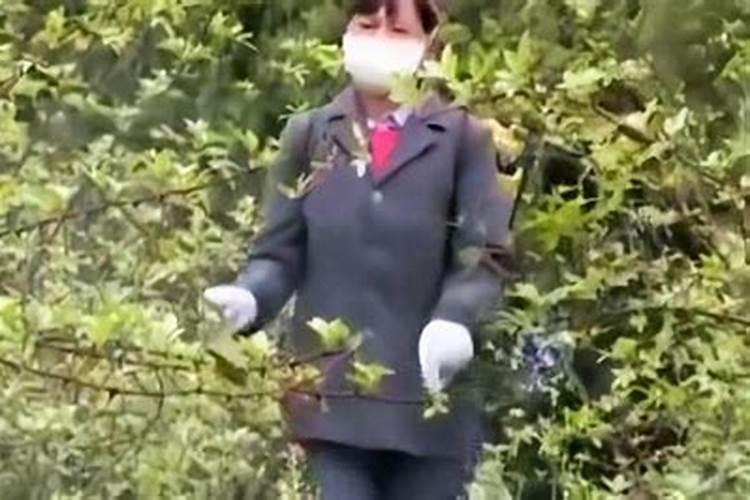 藤椒黄花病用硼肥可以吗？