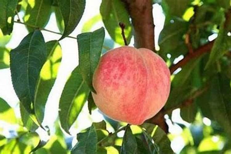 怎么施肥,才能使桃子膨大、增甜效果好？
