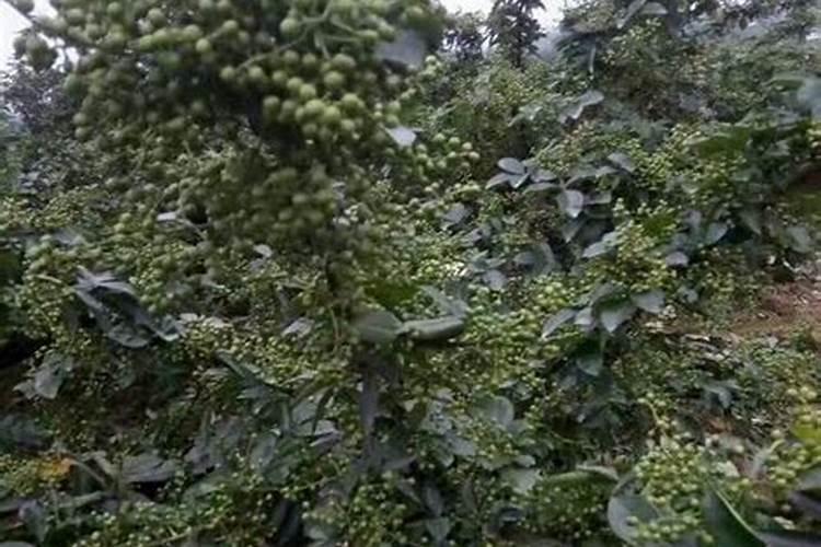 花椒用什么肥料好？