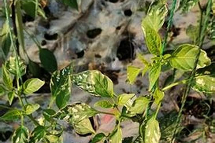 菊花叶面喷肥可用芸苔素吗？