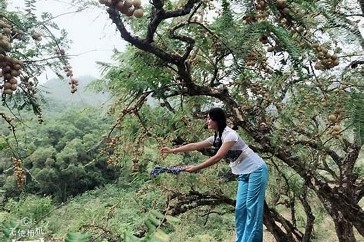 油柑开花怕被雨吗
