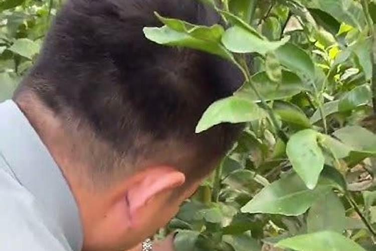 果树能用氯化钾肥料吗 有哪些优缺点