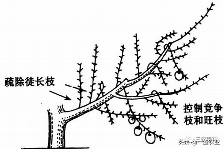 钾肥浓度高对果的危害