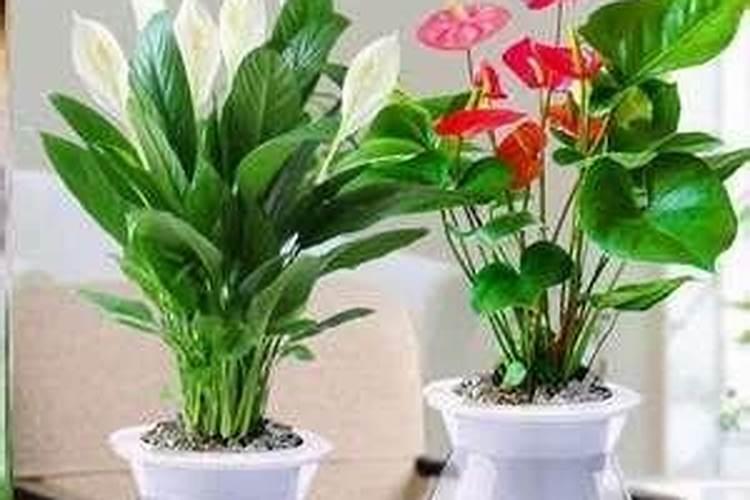 磷肥适合浇什么花