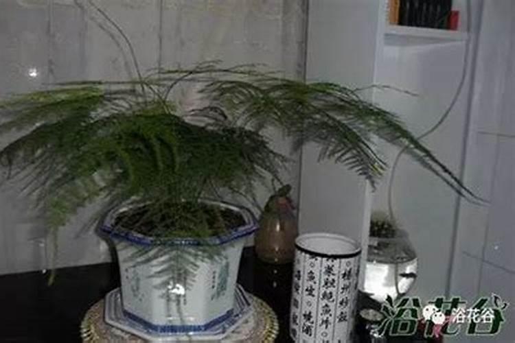 果树苗定植多久上肥果树苗定植几天后施肥最佳