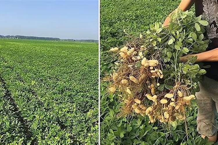 芒果怎么控梢及保花保果？