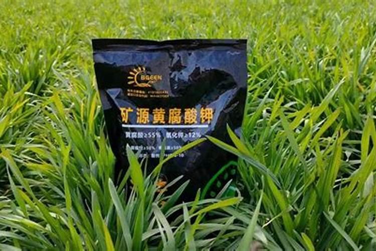 番茄苗移栽后几天施肥