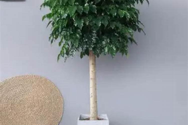 幸福树出现黄叶是什么原因造成的