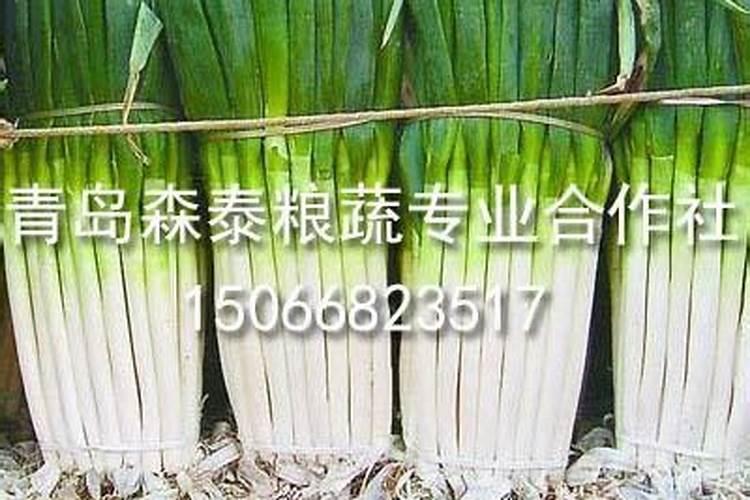种了白山药地如何种植半夏