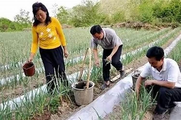 大棚种植半夏需不需要盖麦草？