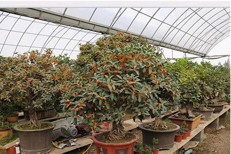种花生一亩地上多少复合肥