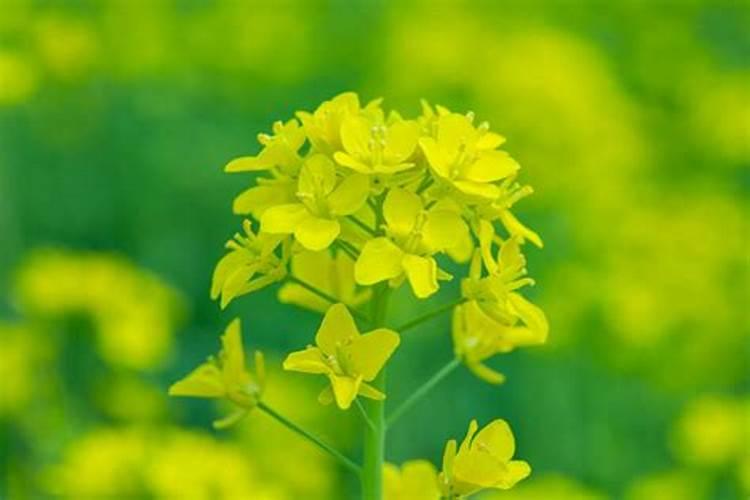 油菜什么时候施硼肥