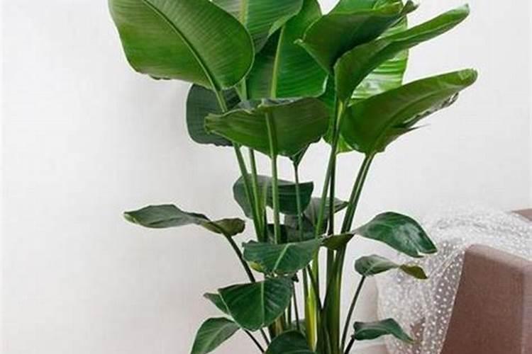 天堂鸟花养殖方法