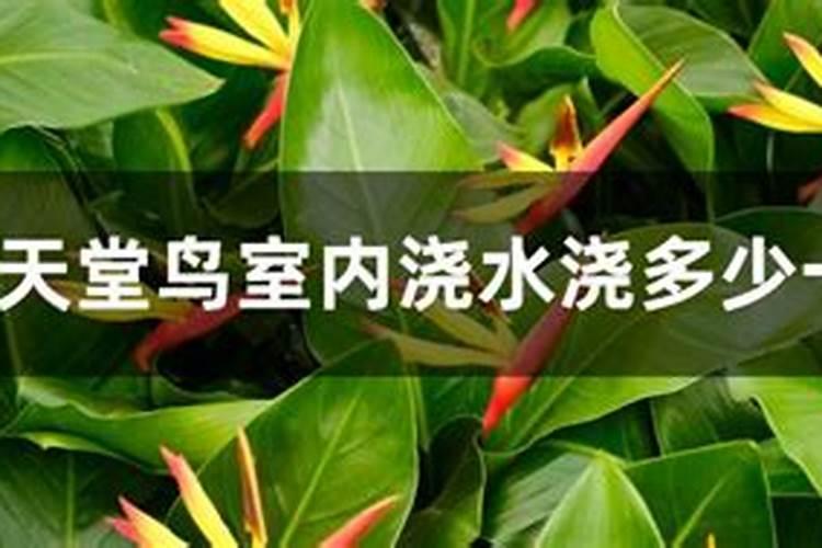 花卉通用有机肥可以放天堂鸟里面吗