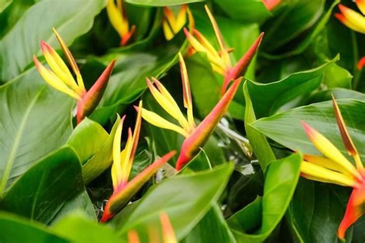 天堂鸟怎么施肥和浇水