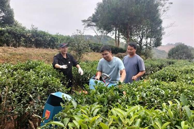 夏季种玫瑰花种子可以吗