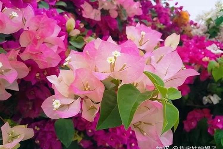 三角梅叶子太多不开花怎么办(不开花只长叶子越长越高)