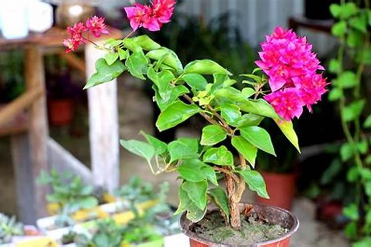三角梅不开花
