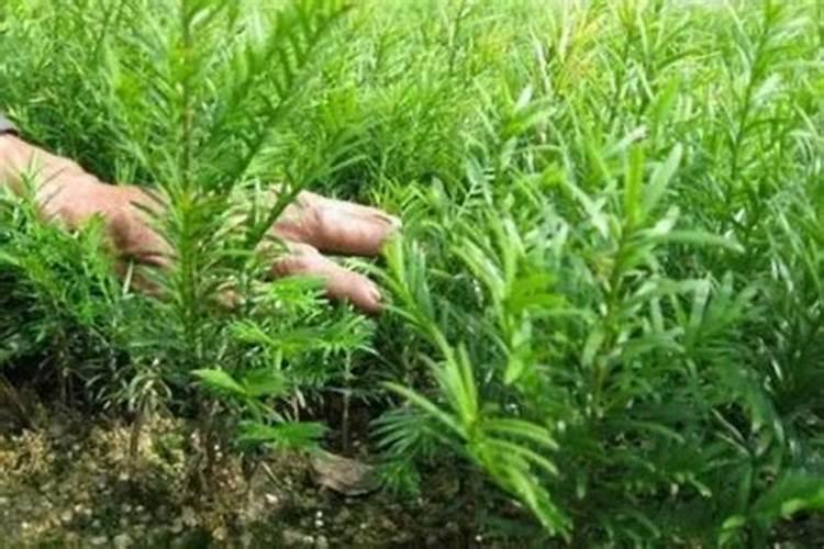 发财树3个月不浇水会怎样