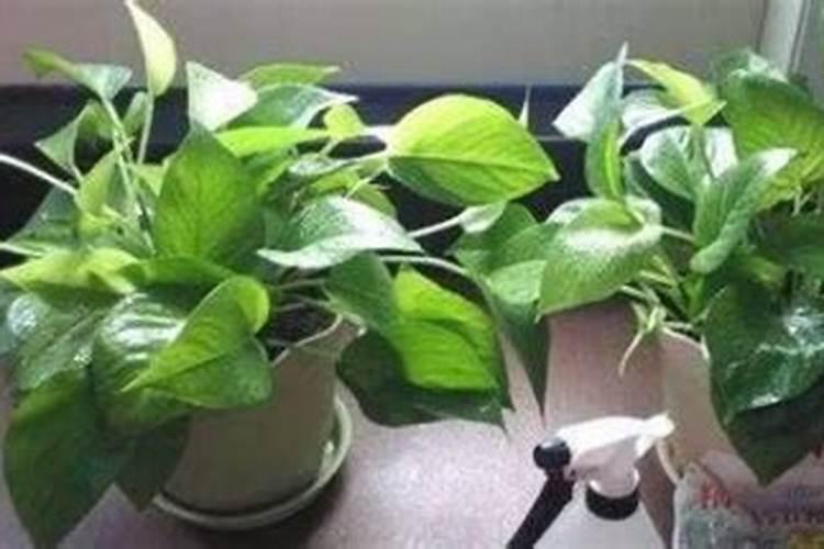 芸苔素与磷酸二氢钾与尿素可一起使用吗？