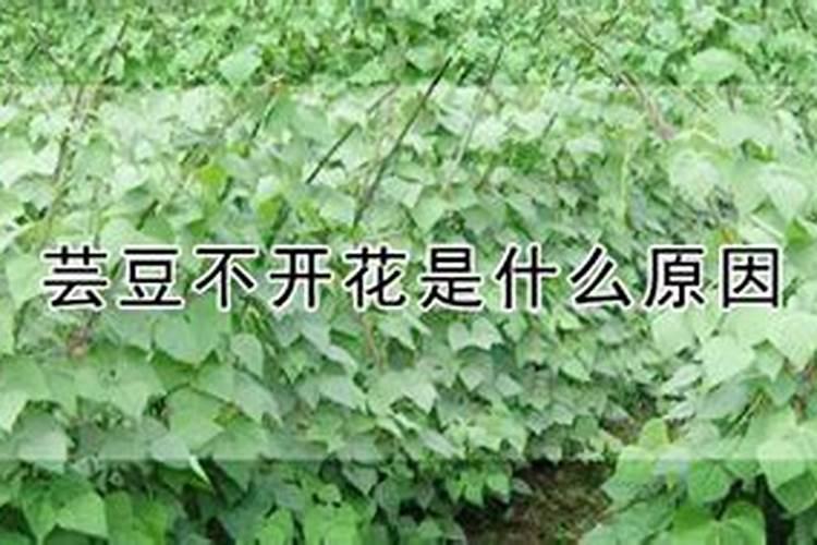 芸豆施什么肥长得最好