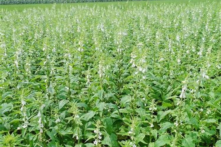 4月份,16种蔬菜可以育苗种植了,不要错过最佳时间,早种早吃