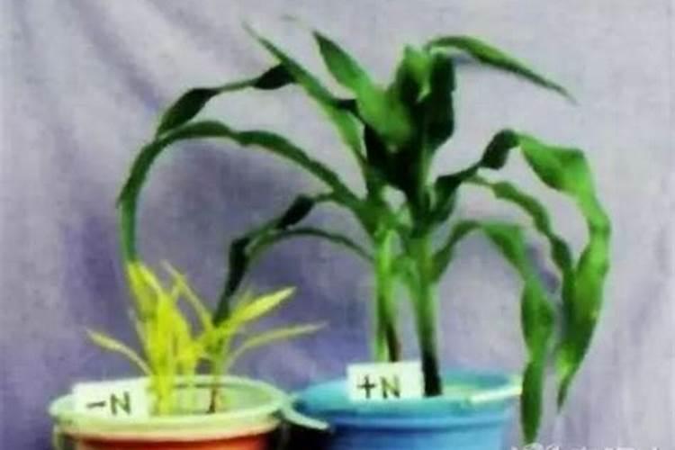 4月如何养茶花开花多