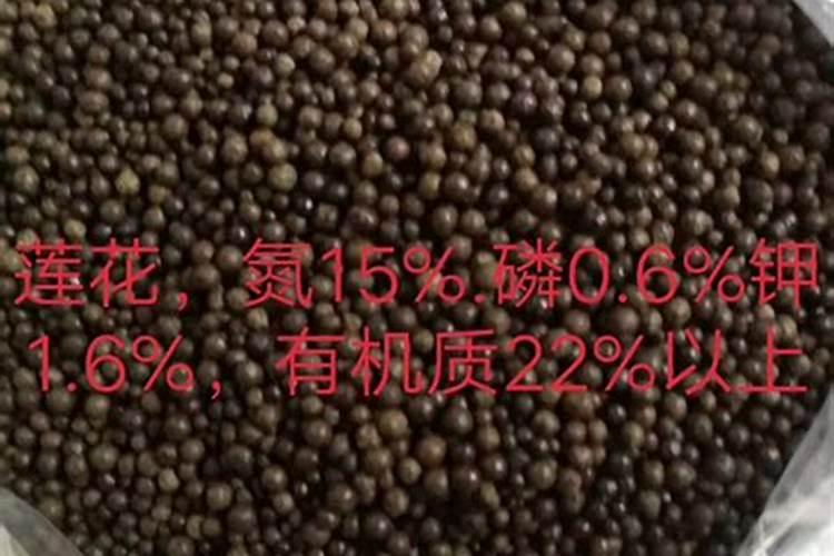 苦瓜得了白斑病有什么危害？