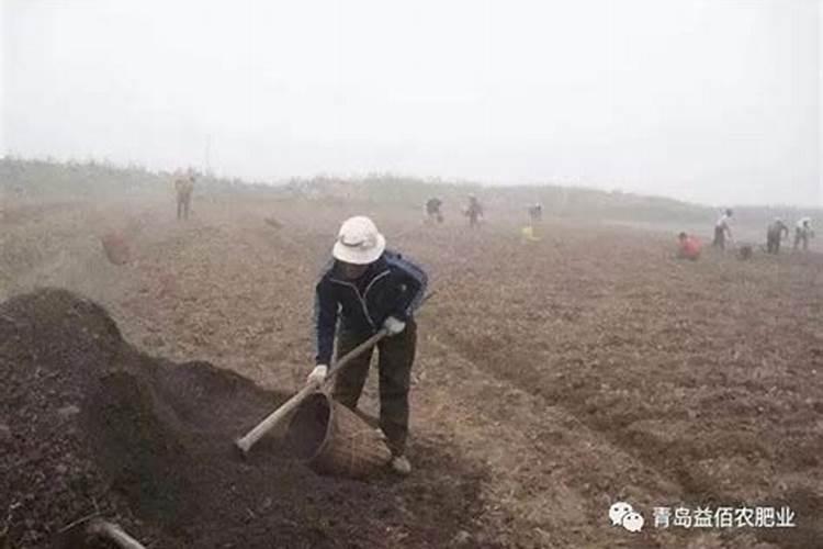 绿肥类型