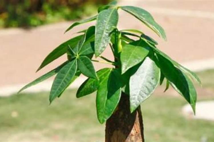 缓控释肥简介