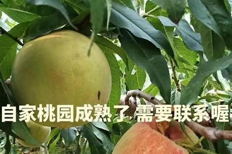 桃树膨大肥什么时候施