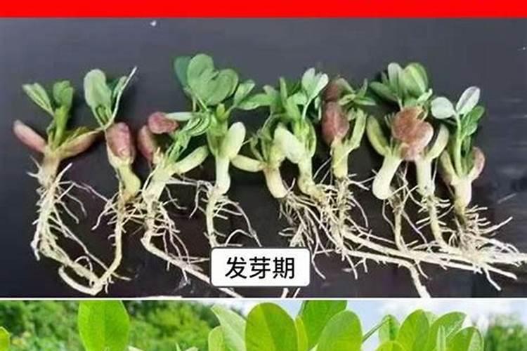 提子可不可以用白砂糖做施肥