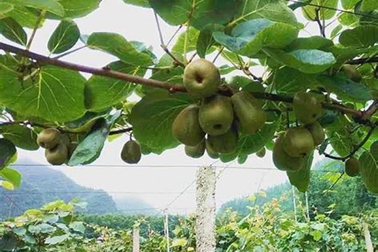 磷元素的作用及缺磷素的矫治办法有哪些？