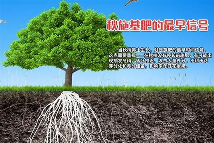 桃树秋施基肥怎么做？