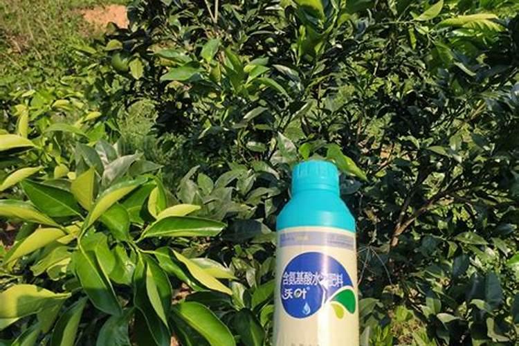 如何用沼液作为叶面肥喷施柑橘？