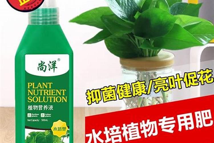 水培植物放什么长得好