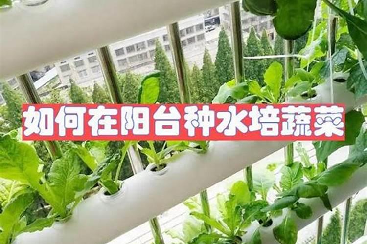 水培植物应该怎么去施肥和选择肥料(水培植物应该施什么肥料)