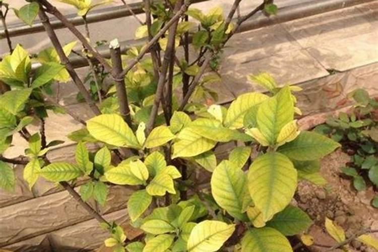 栀子花怎么判断缺肥还是肥大