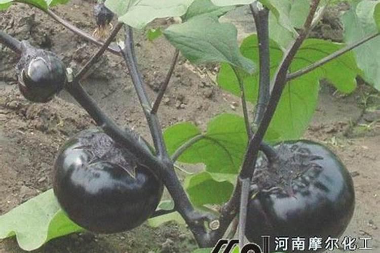 碱矿是什么