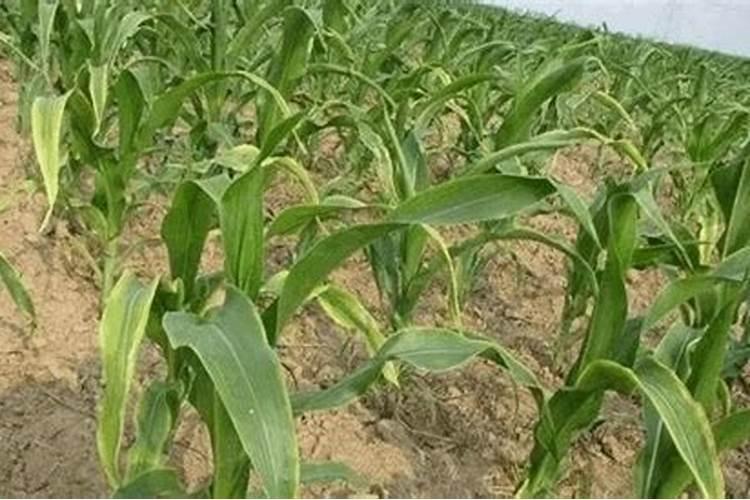 蒜叶黄怎么回事