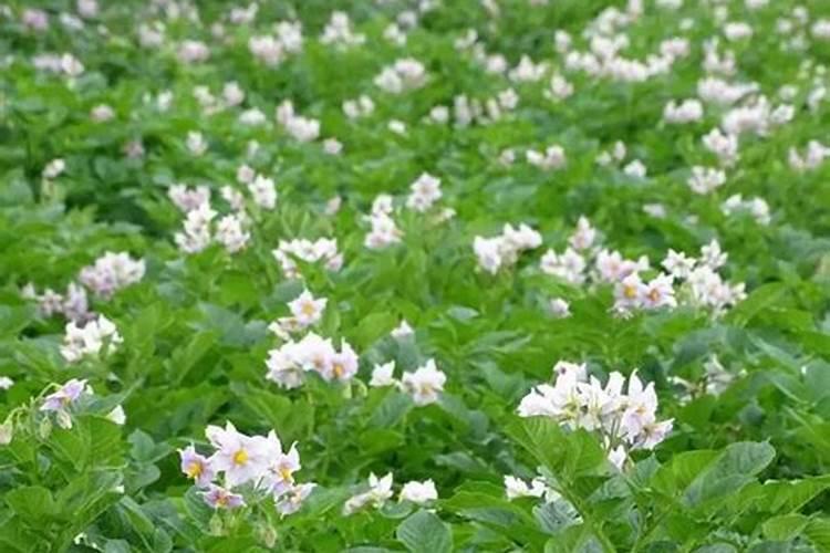 芸豆种植技术