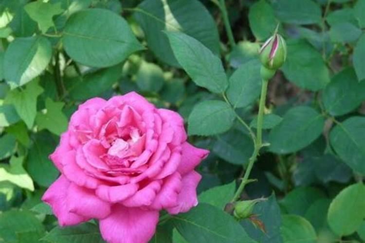月季花施肥方法怎样给月季花施肥