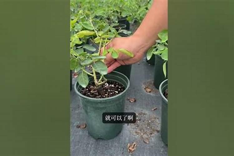 月季花施什么肥好